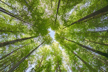 Wall Mural - Gazing Upward Into the Lush Green Trees Within a Flourishing and Verdant Forest Environment