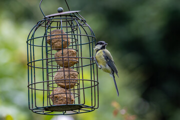 Wall Mural - A Great Tit perched on a bird feeder filled with suet balls, with a shallow depth of field