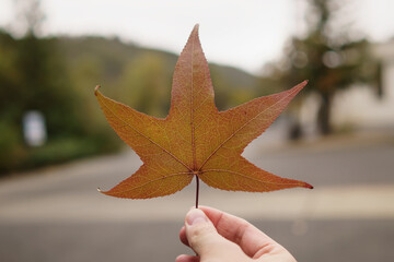 Wall Mural - man hand hold platan autumn leaf in cloudy day