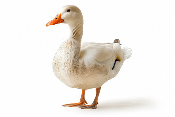 Poster - A white duck standing on a white surface