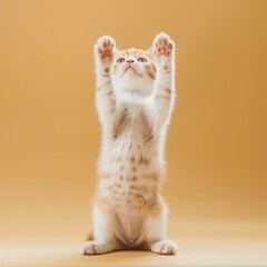 Sticker - Medium shot of A cute kitten standing on its hind legs, with paws raised, with soft 