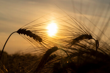 Wall Mural - the yellow sun at sunset in a field with a harvest of rye cereals