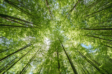 Wall Mural - Gazing Upward Through a Lush Green Tree Canopy Illuminated by Warm Sunlight Filtering Through