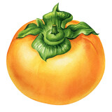 Persimmon, kaki fruit isolated, botanical watercolor illustration, poster. Raw realistic orange fruit. Hand-drawn food
