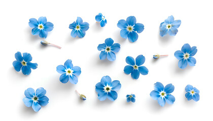 Wall Mural - forget-me-not flowers isolated on white background. Top view. Flat lay