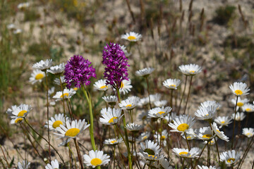 Wall Mural - The pyramidal orchid (Anacamptis pyramidalis) in a meadow