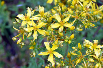 Canvas Print - Yellow flowers of St John's wort (Hypericum perforatum).