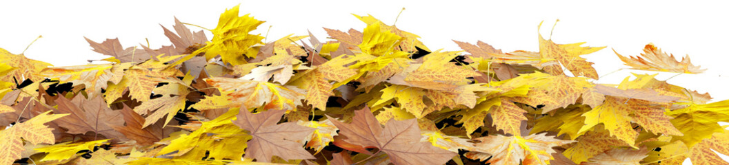 Wall Mural - autumn leaves fallen in pile isolated for background - 3d rendering