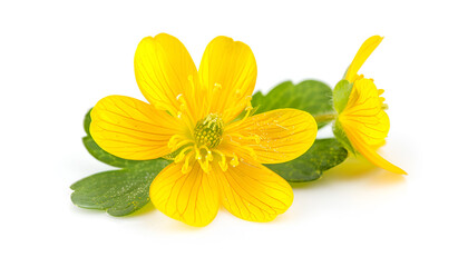 Canvas Print - Celandine flower isolated on white background