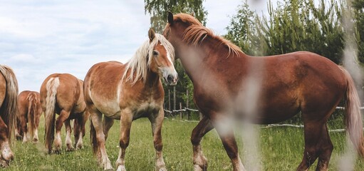 A heavy draft horse, horses with foals grazing in a meadow. A beautiful animal in the field in summer. A herd of horses in nature. Banner.	