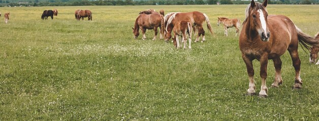 Wall Mural - A heavy draft horse, horses with foals grazing in a meadow. A beautiful animal in the field in summer. A herd of horses in nature. Banner.	