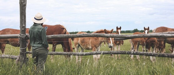 Wall Mural - Beautiful woman looking and makimg photo of heavy draft horse, horses with foals grazing in a meadow. A beautiful animal in the field in summer. A herd of horses in nature. Using technology. Banner.