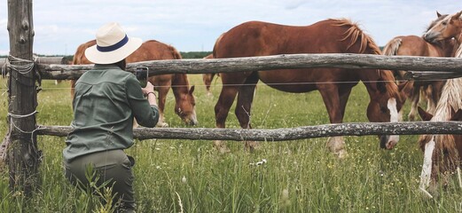 Wall Mural - Beautiful woman looking and makimg photo of heavy draft horse, horses with foals grazing in a meadow. A beautiful animal in the field in summer. A herd of horses in nature. Using technology. Banner.