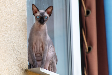 Wall Mural - Portrait of a bald cat on the windowsill