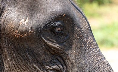 Canvas Print - Close-up of an elephant's eye