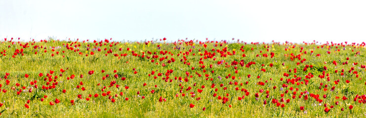 Canvas Print - Field with red tulips in the steppe in spring as a background.