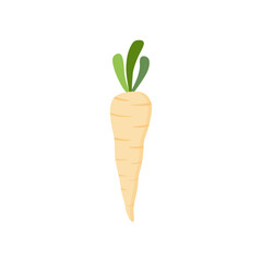 parsnips flat design vector illustration isolated on white background. Parsnip Root With Green Leaves. Fresh vegetables, organic vegetable and healthy, diet and vegetarian