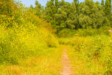 Wall Mural - Wild flowers in scenic nature in sunlight in summer, Almere, Flevoland, The Netherlands, August 2, 2024