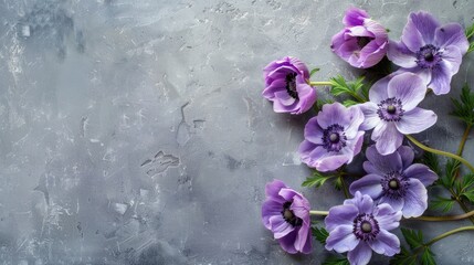 Canvas Print - Anemone flowers flat lay on gray stone background with copy space