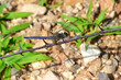 © bennytrapp - Keeled skimmer // Kleiner Blaupfeil (Orthetrum coerulescens) - Montenegro
