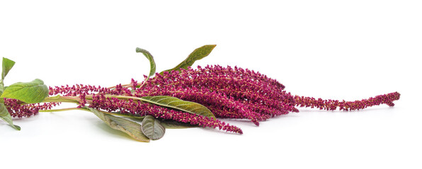 Canvas Print - Amaranth with red flowers.