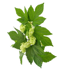 Canvas Print - Fresh branch of hops.