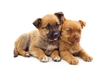 Canvas Print - Two little puppies.