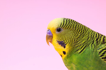 Wall Mural - Exotic pet. Beautiful bright parrot on pink background, closeup. Space for text