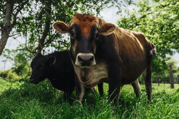 Wall Mural - Pair of cows standing in a lush green pasture under the shade of trees on a sunny day