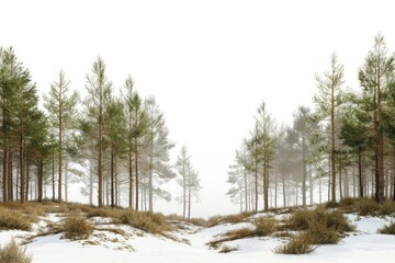 Poster - Landscape nature forest outdoors.