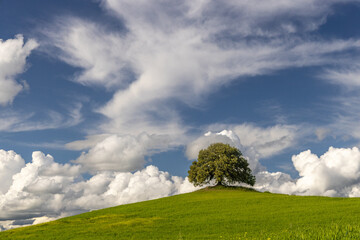 Lone Oak Tree on Skyline in Tuscany