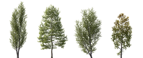 Wall Mural - tilia cordata, populus tomentosa, fraxinus ornus, betula papyrifera set street summer trees medium s