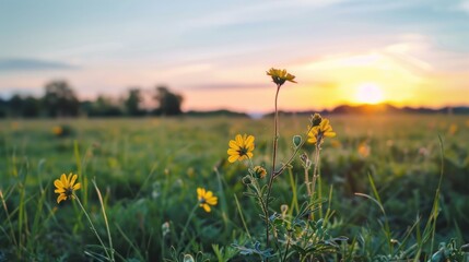 Wall Mural - Sunset Glow on a Field of Wildflowers