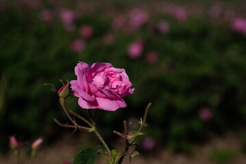 Isparta rose, rose, flower, pink, nature, garden, rose oil