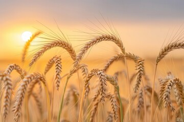 Golden barley field swaying in the breeze, serene sunset, agricultural beauty, Nature's bounty, calm harvest