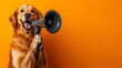 © StockLab - A cute dog holding a megaphone, positioned on the far left of the photo against a yellow background. A fun and energetic image perfect for announcements and promotions.