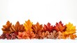 © Benyafez Studio - Fallen autumn leaves on white background
