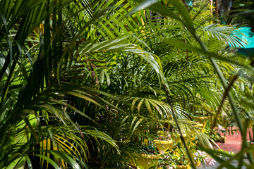 Wall Mural - coconut trees palms against the blue sky of India