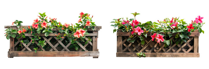 A rustic wooden flower box with a trellis and blooming mandevilla  isolated on a transparent background.