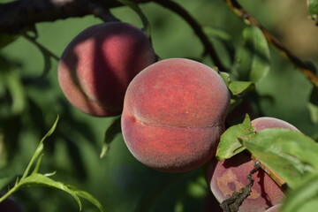 Wall Mural - Bright red peach fruits on branches of the tree.