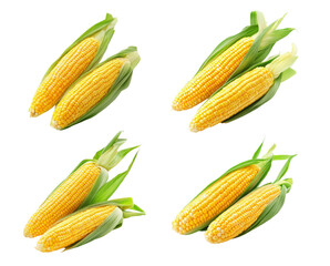 Wall Mural - Four ears of bright yellow corn with green husks are arranged attractively for cooking or display purposes