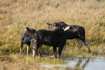 Sticker - Bull and Cow Moose Rutting in Wyoming in Autumn