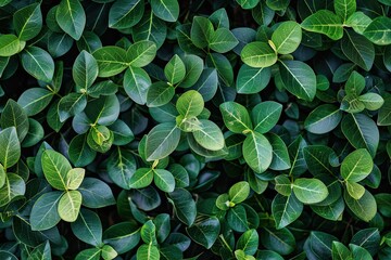Poster - Vibrant Green Bush Leaves Overlapping Create a Dynamic Light And Shade Pattern in Nature