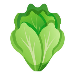 Wall Mural - lettuce vegetable for cooking meals. A bright element isolated on white for design. Vector illustration