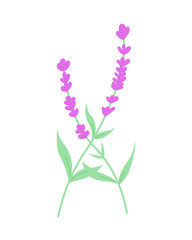 Wall Mural - Lavender flower illustration. Suitable for decoration, boutique, botanical, floral, skincare, apparel, and more.