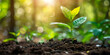 © Duka Mer - Seedling sprouting from soil, surrounded by greenery and sunlight, symbolizing new life, growth, and environmental harmony.