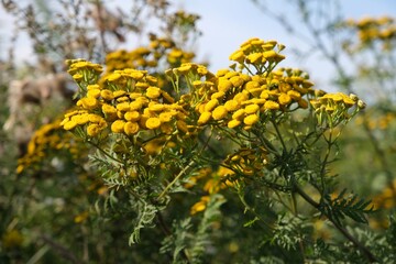 Close up of Tanacetum vulgare (tansy) with aromatic foliage and clusters of mustard-yellow, button-like flowers. It is medical plant.