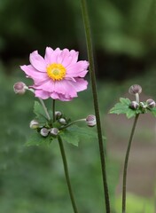 Wall Mural - pink flowers of anemone plant close up