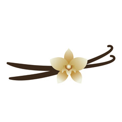 Wall Mural - vanilla flower with vanilla bean sticks vector illustration logo icon clipart