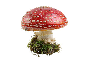 mushrooms isolated on white background.